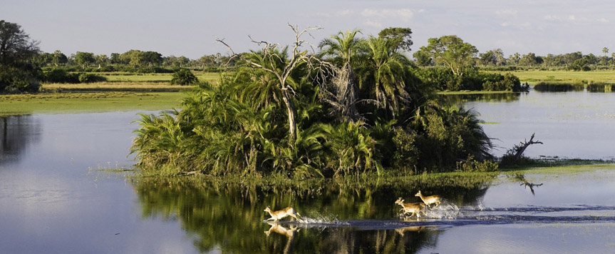 Cobe Lechwe delta de l'Okavango